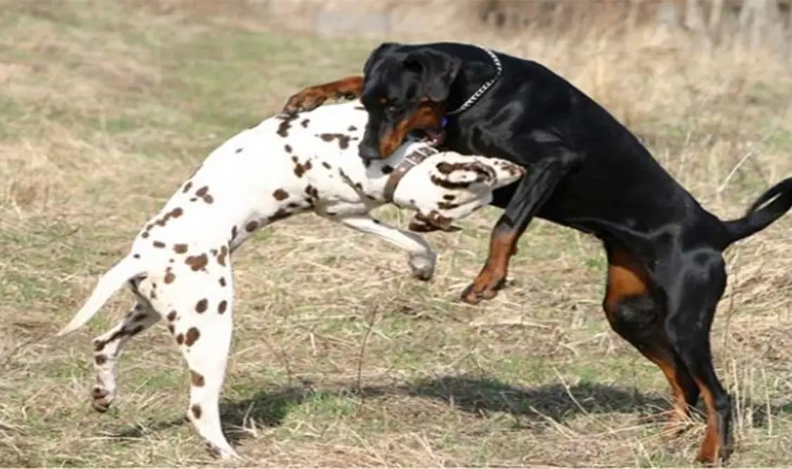 Hasta cinco años de cárcel para organizadores de peleas de perros, avala Senado