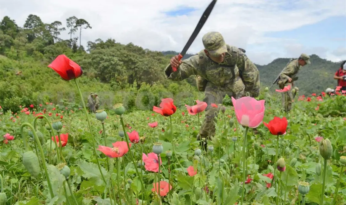Erradican plantíos de amapola y mariguana