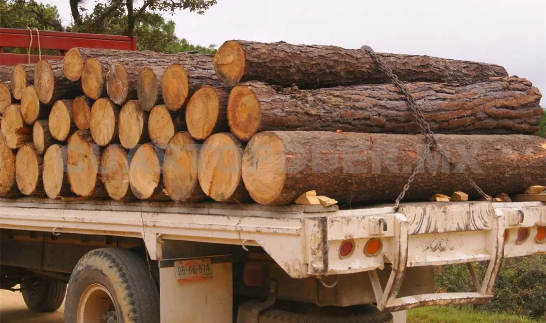 Ilegal el 90 por ciento de la producción maderable