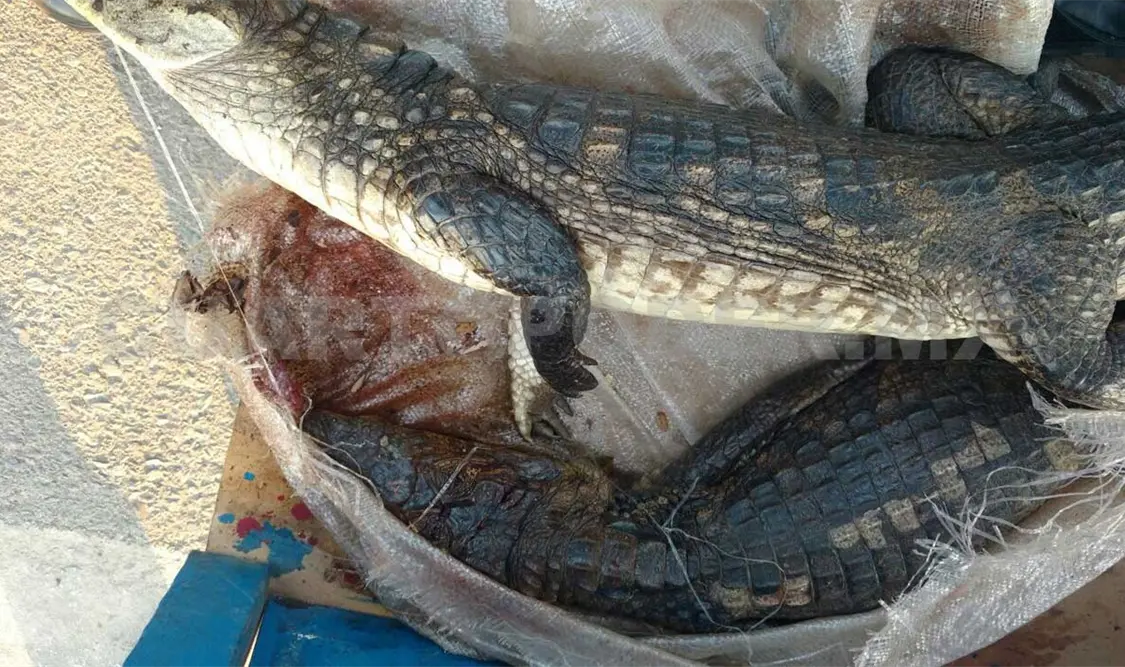 Aseguran a dos cocodrilos muertos en Puerto Madero