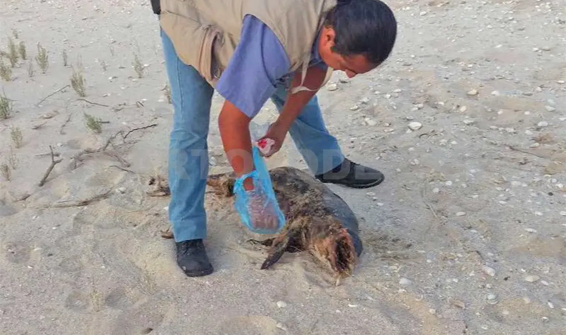 Registran cuarta vaquita marina muerta