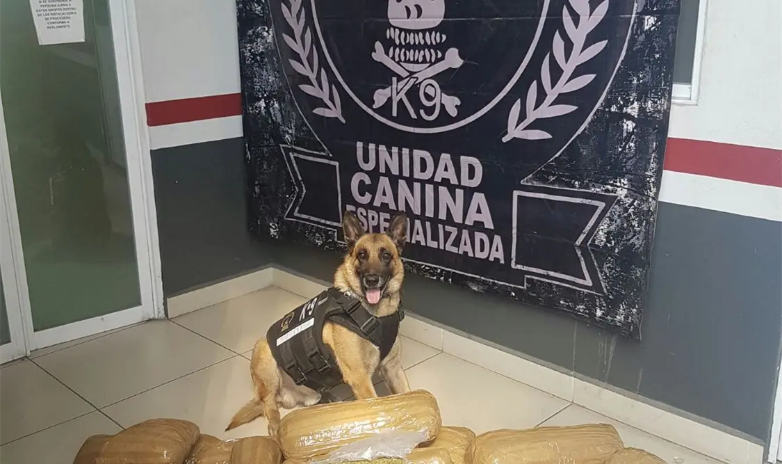 Escuadrón canino localiza droga en empresa de paquetería en Guadalajara