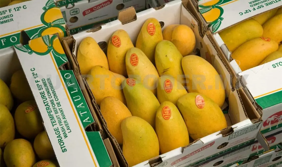 Exportan mango ataulfo a Canadá