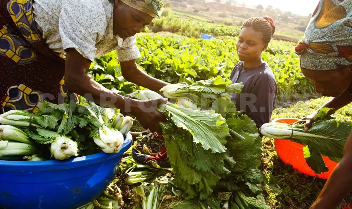 Bajan precios mundiales de alimentos