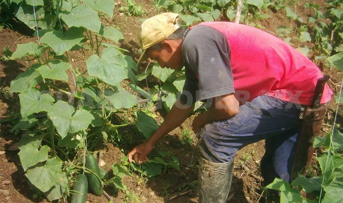 Demandan agilizar entrega de los apoyos al campo