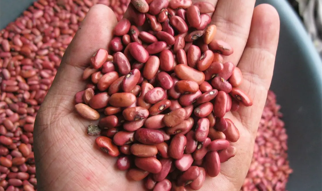 México aumentó su producción de frijol en 14 por ciento