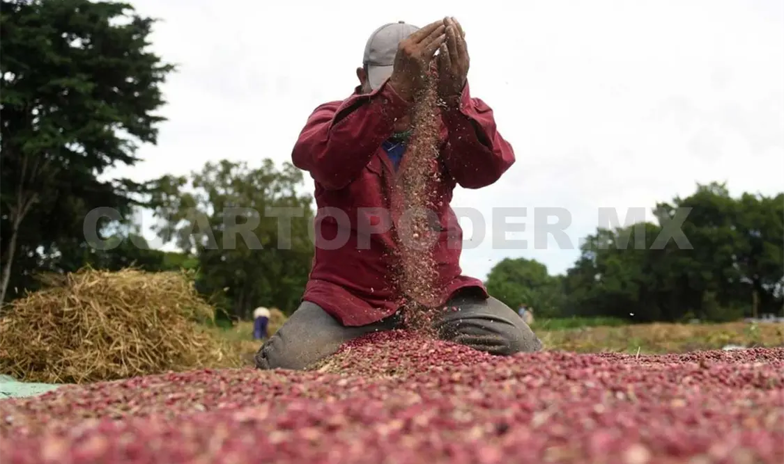 Chiapas aporta 5.5% al volumen de frijol en México. Agencias