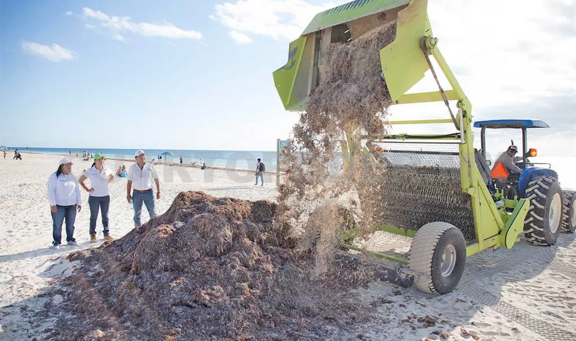Aumenta llegada de sargazo en playas
