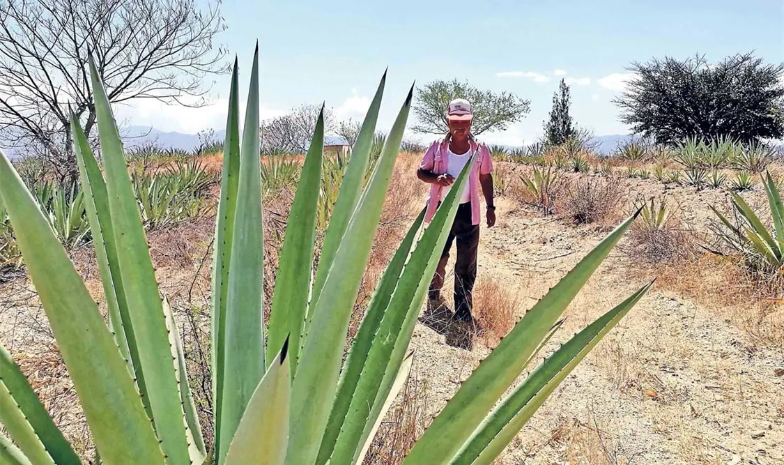 Mezcal, el sorbo del “beso de fuego”