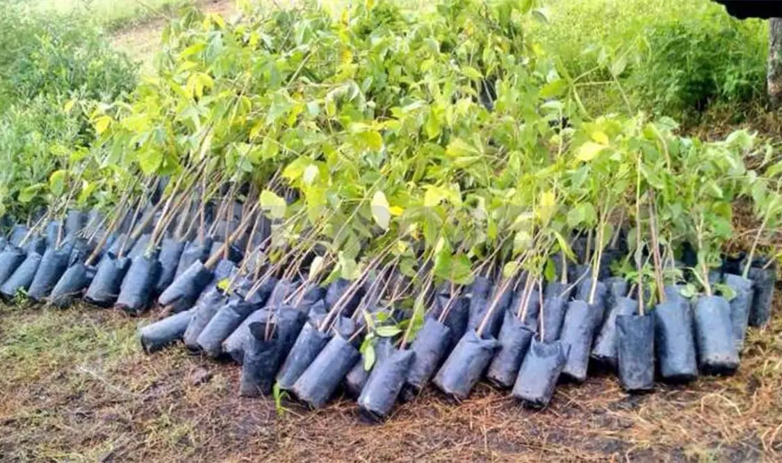 Reforestarán 12 mil hectáreas de bosque en Chiapas