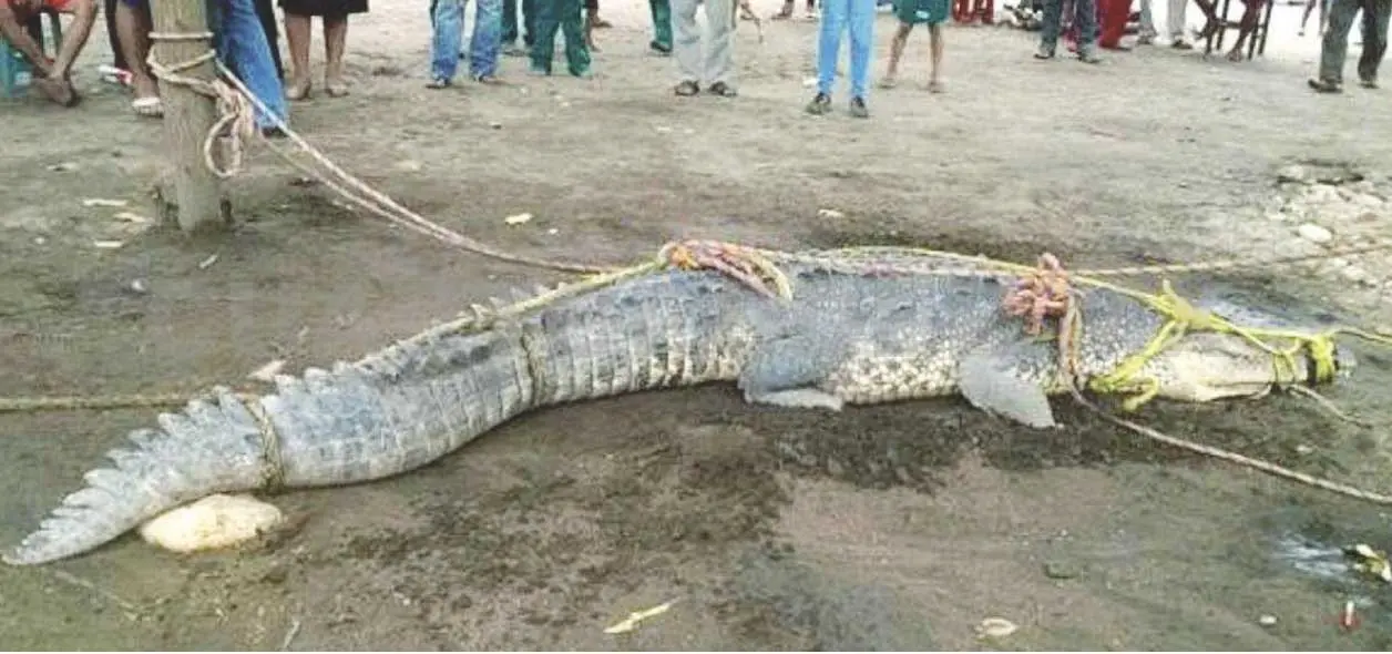 Lagarto real de 3.8 metros es rescatado