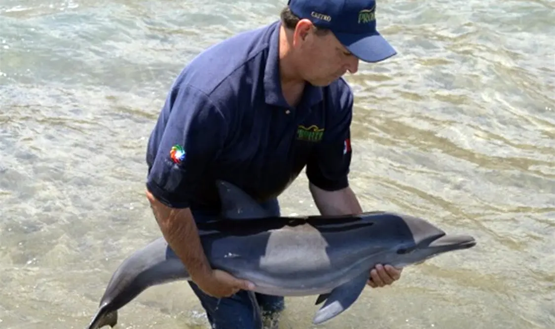 Especialistas señalan que se recupera delfín varado en Isla Mujeres