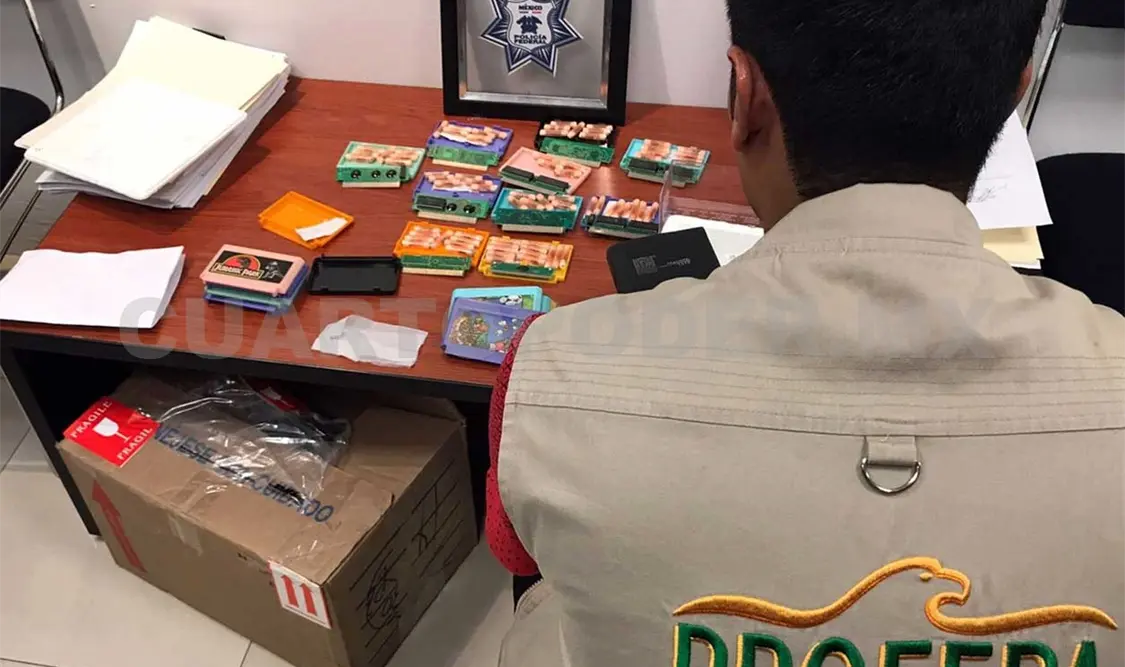 Asegura Profepa 73 tarántulas en Jalisco