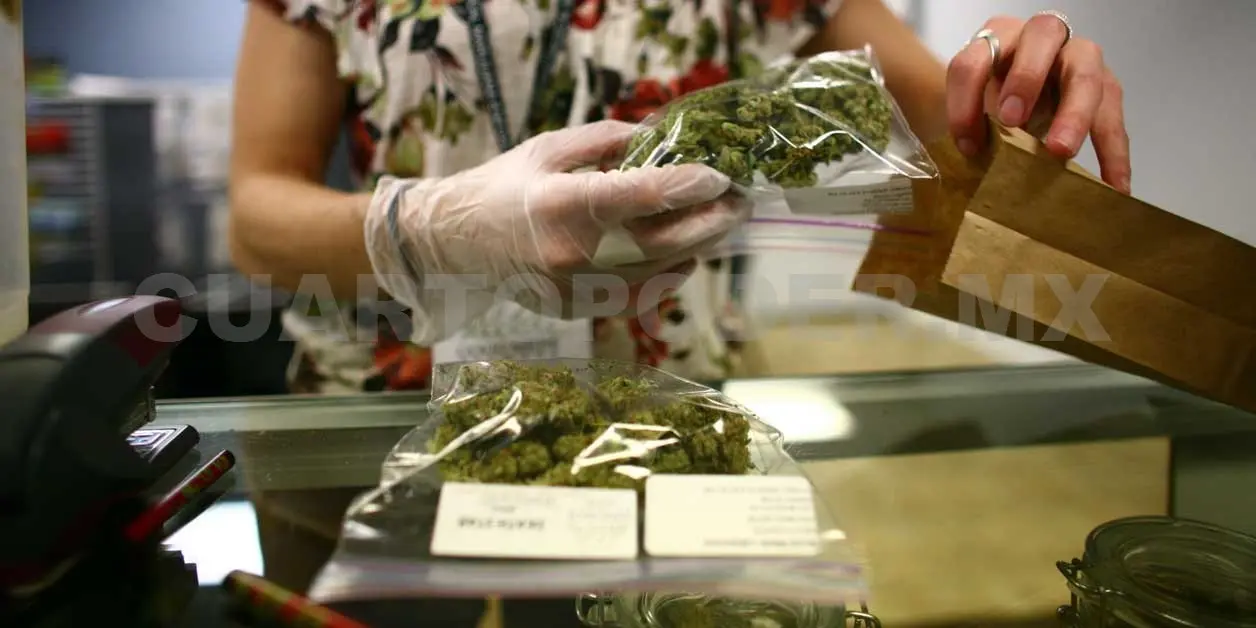 Analizarán eficacia de la marihuana