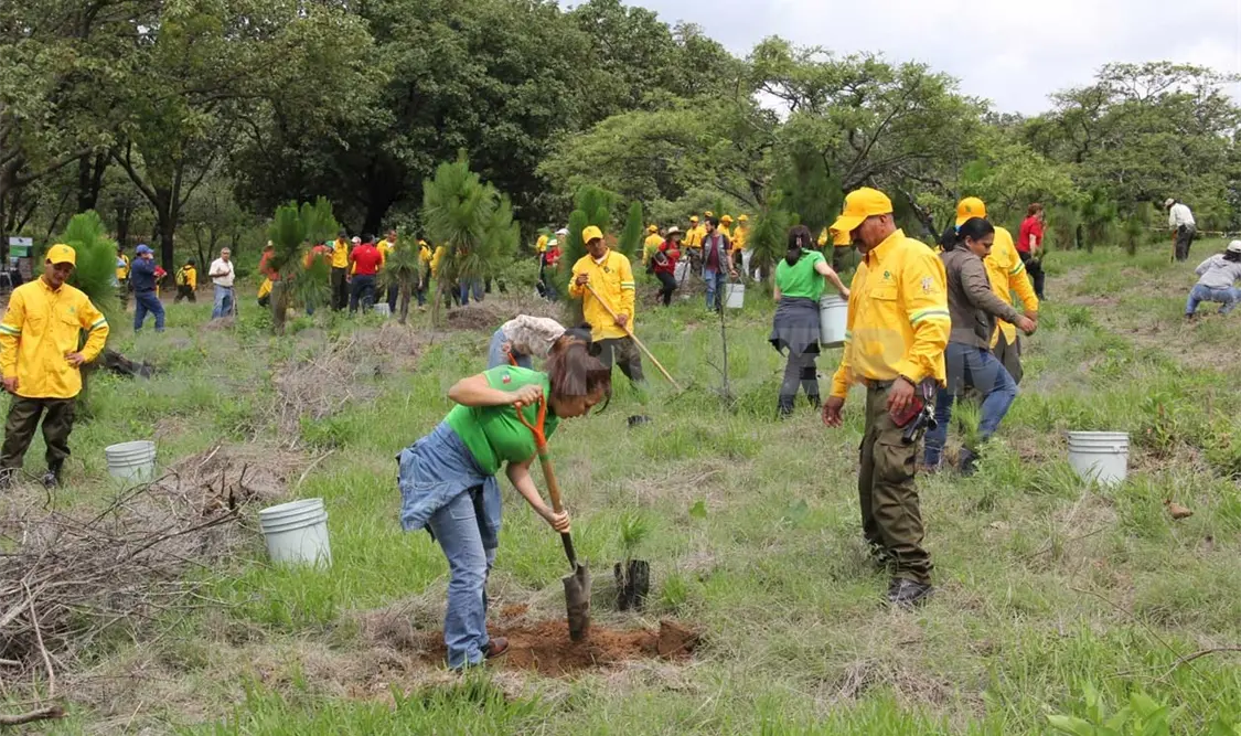 Reforestarán hectáreas de bosque en Chiapas