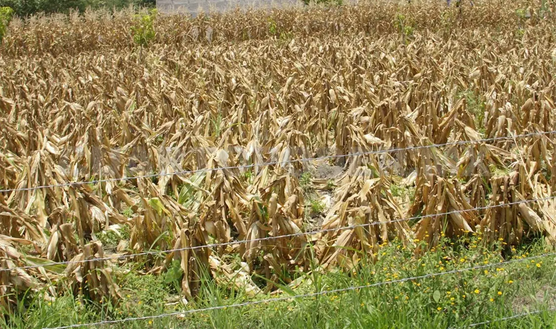 La producción anual de maíz en Chiapas es de poco más de 800 mil toneladas. Agencias