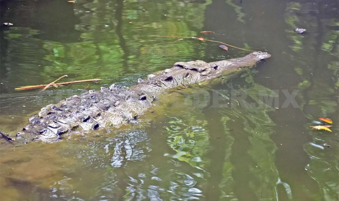 Cocodrilos azules, un origen incierto: experto