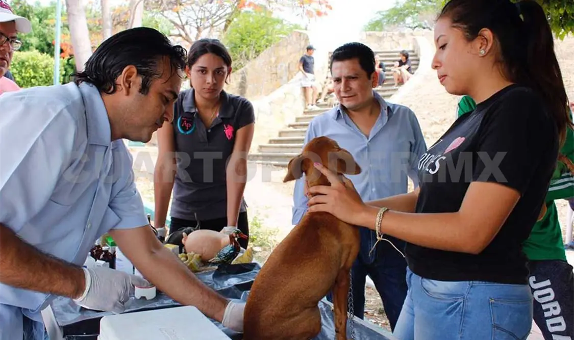 Llevan a colonias populares servicios veterinarios