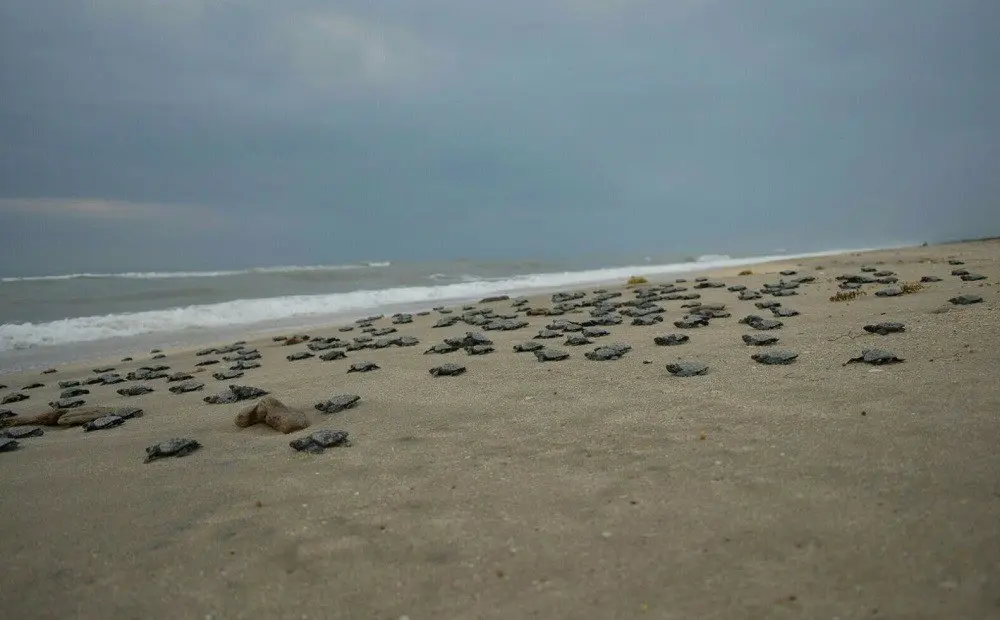 Más de 13 mil tortugas golfinas llegan a playas de Oaxaca para anidar