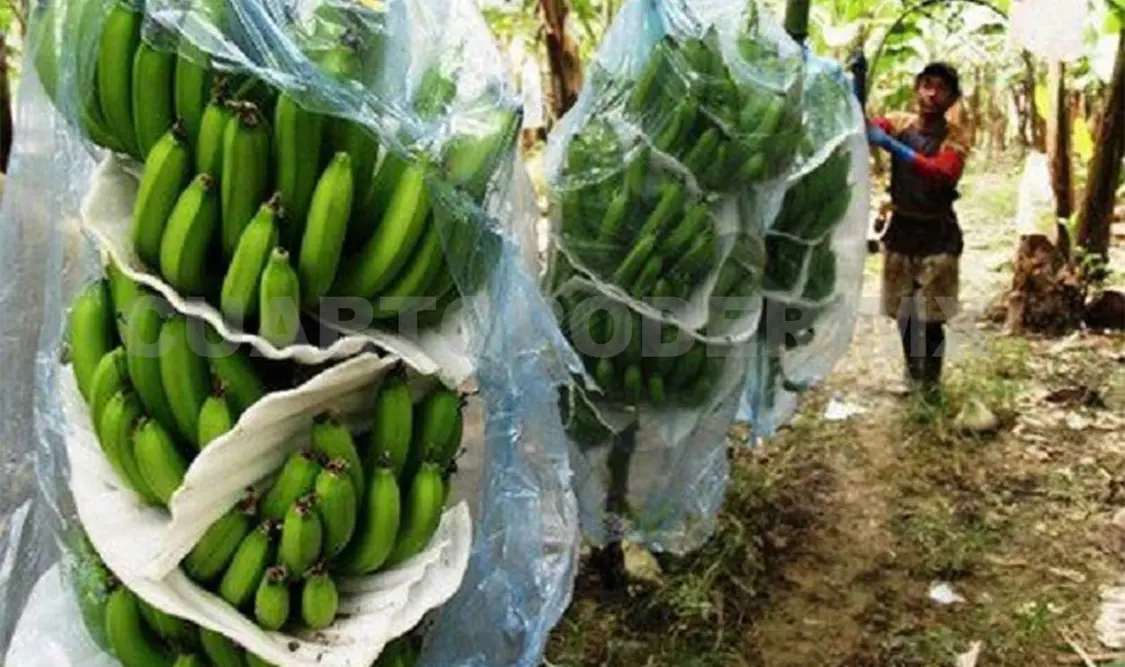 Altas temperaturas afectan producción