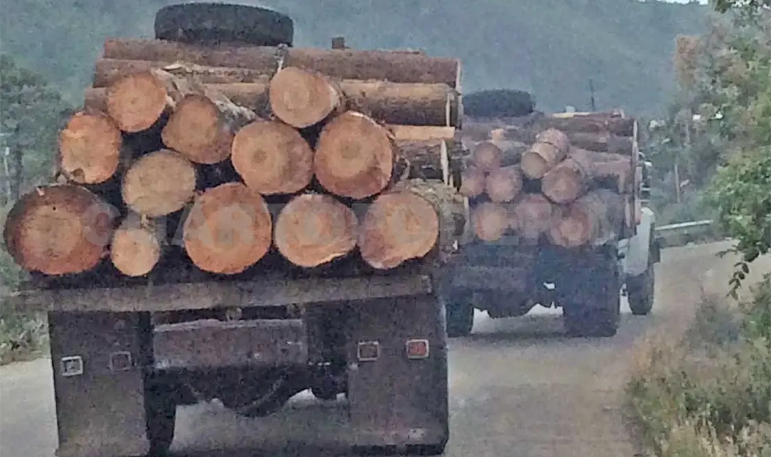 Denuncian que existe tala inmoderada ante la decidía de la autoridad ambiental. Harald Flores / CP