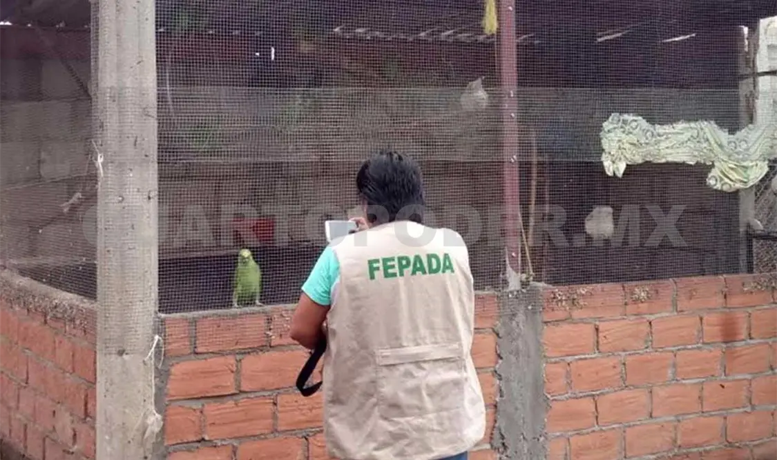 La Fiscalía Especializada para la Atención de los Delitos Ambientales realizó el operativo. CP