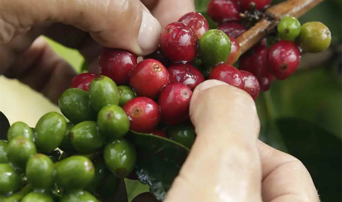 Cafeticultores mexicanos defenderán acuerdos del sector en renegociación del TLCAN