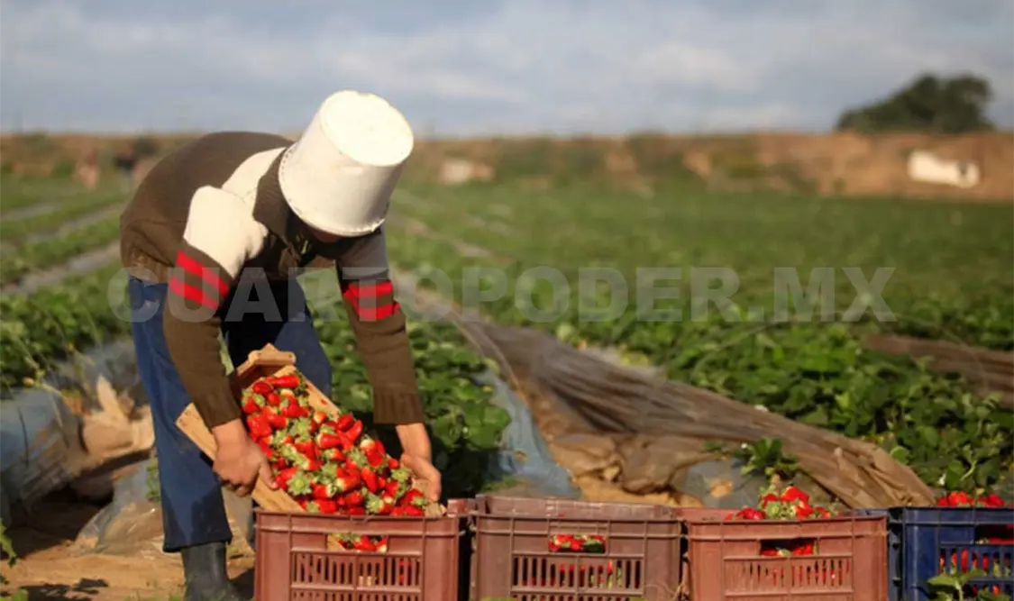 Crece sector agroalimentario