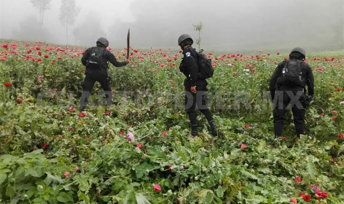 Operativo histórico erradica amapola en Guatemala