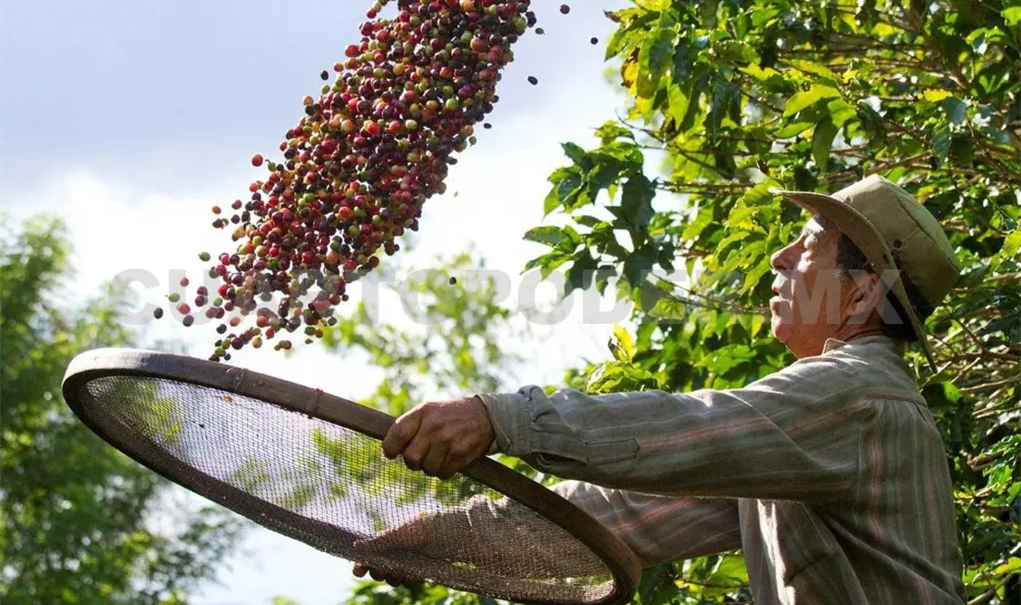 Caficultores mexicanos defenderán acuerdos