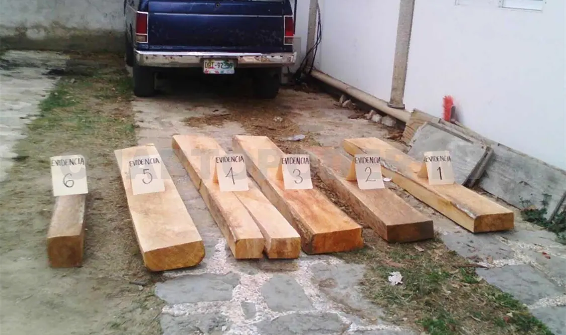 Investigan transporte ilegal de cedro rojo