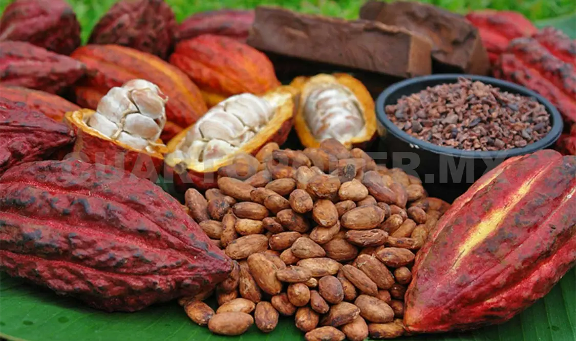 Destinan 75.6 mdp para el cacao
