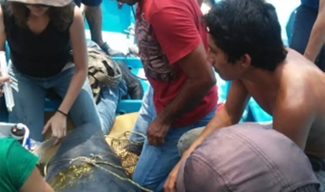 En Tabasco rescatan y reintegran a su hábitat a manatí