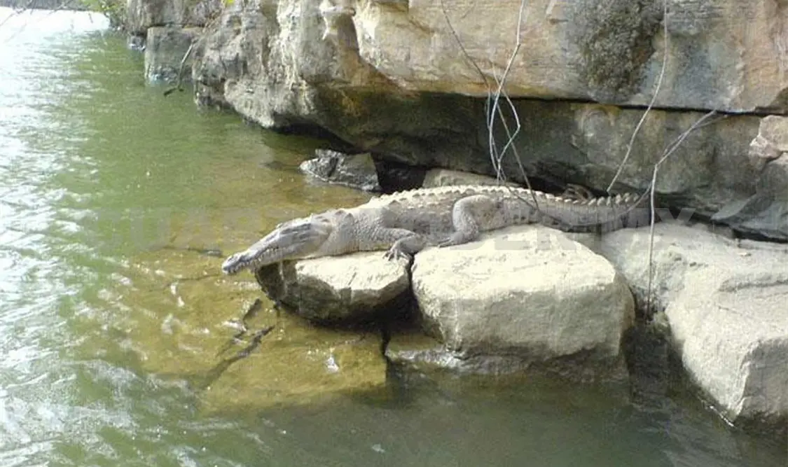 Garantizan estabilidad en grupos de cocodrilos