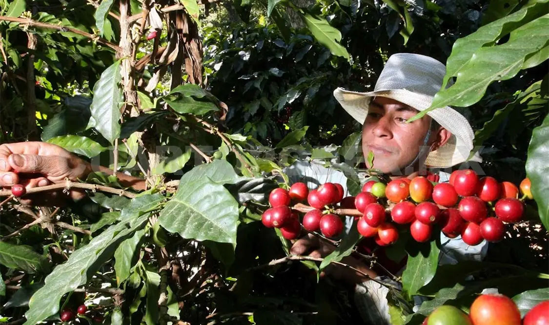Las trece regiones cafetaleras se mantiene estables respecto a la roya. CP