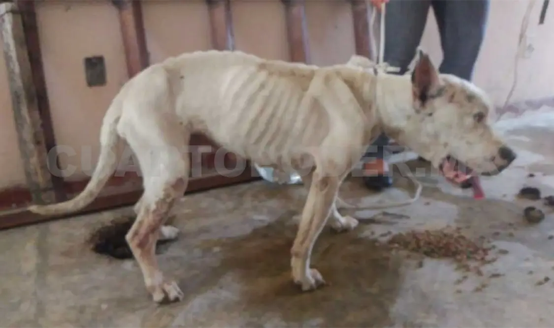 Denuncian maltrato animal en Comitán