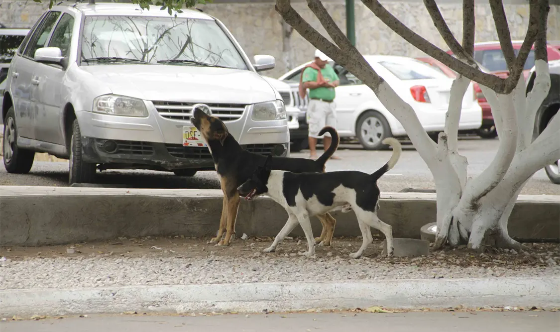 Entre 60 y 70 mil perros en situación de calle