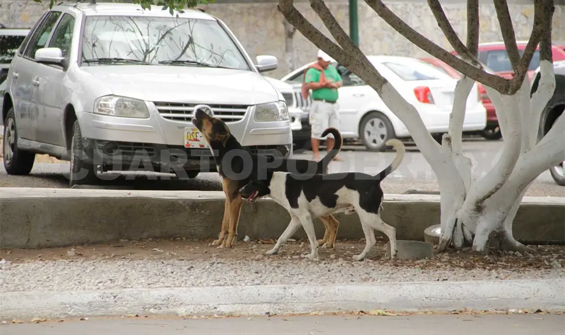 Perros callejeros, un problema de salud pública