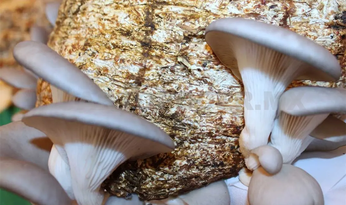 Alertan ante riesgos por intoxicación de hongos silvestres