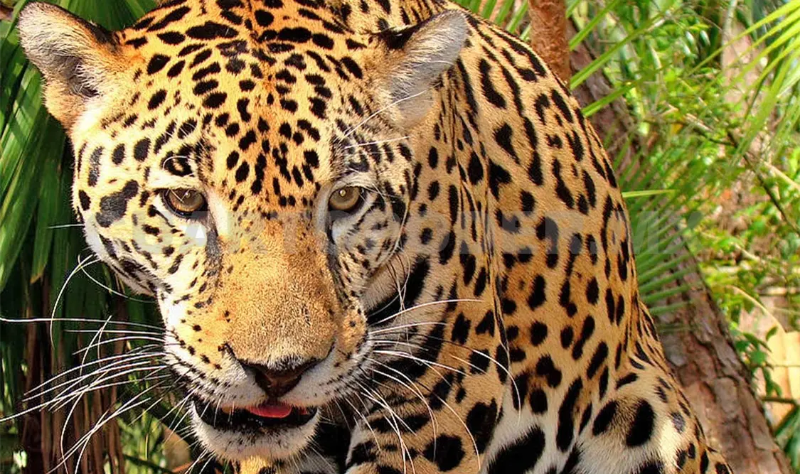 Conmemoran Día Mundial del Medio Ambiente