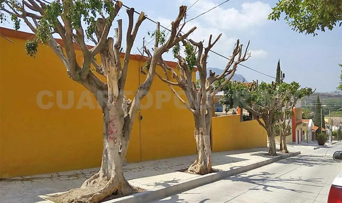 Multas por derribo de árboles suman 4 millones de pesos