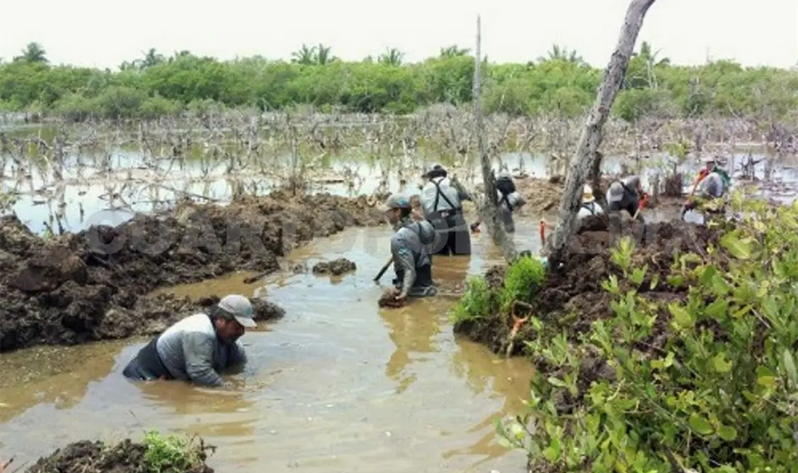 Restauración de manglar emplea a 140 habitantes