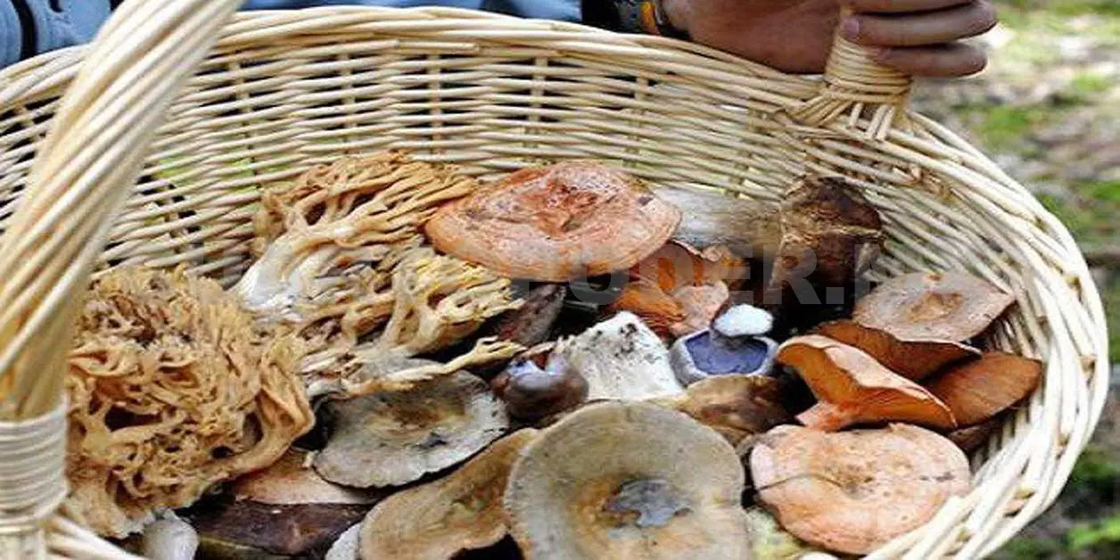 Anuncian foro epidemiológico sobre hongos silvestres