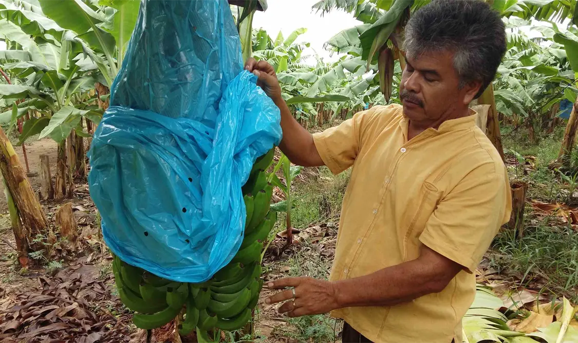 Tabasco busca potenciar producción y exportación del banano