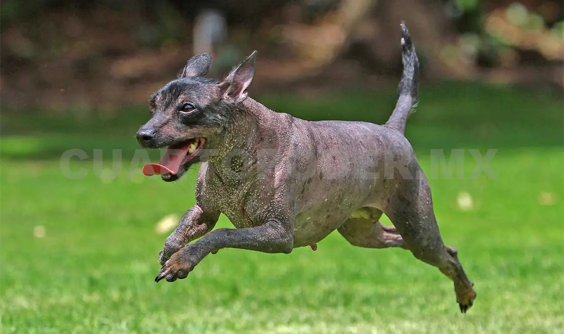 Xoloitzcuintle, un vestigio prehispánico