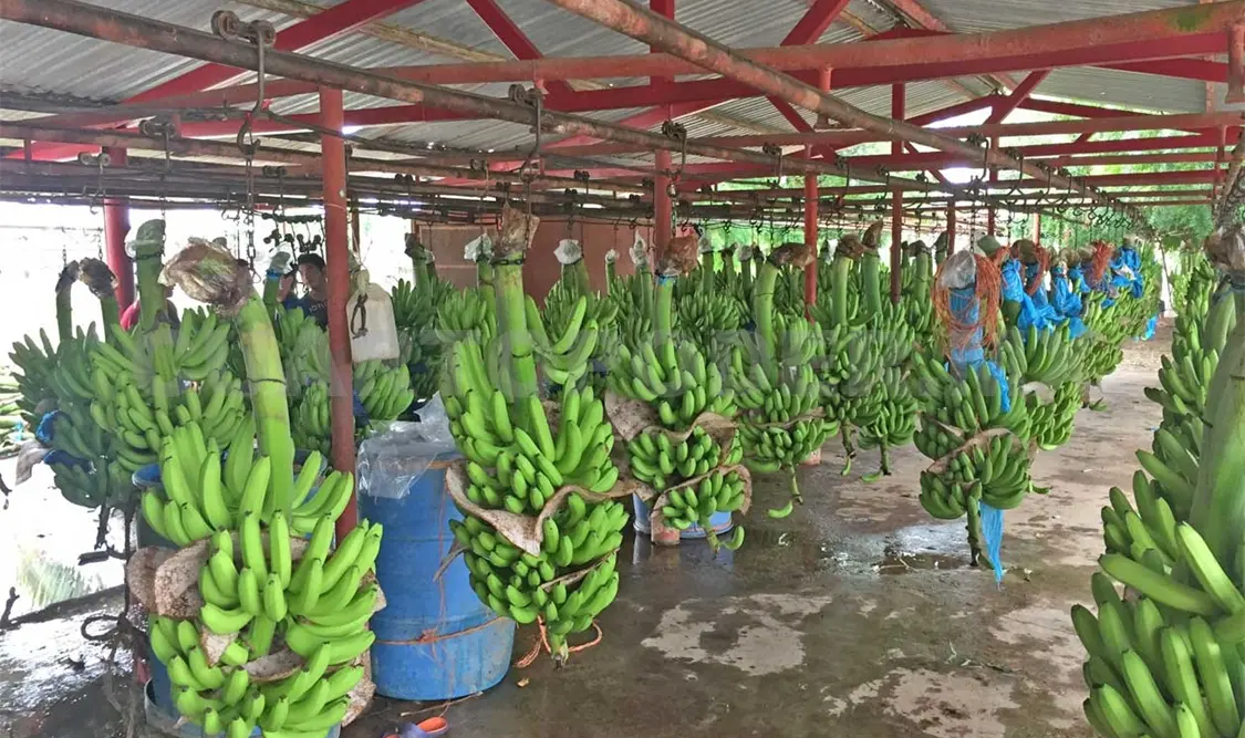 Buscan potenciar producción del banano