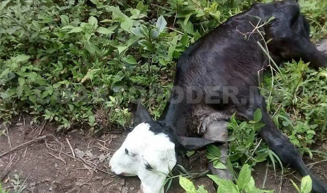 Nace becerro con dos cabezas en rancho