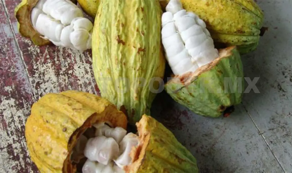 Con este logro se pretende que el cacao originario de la región se siga proyectando a nivel internacional. CP