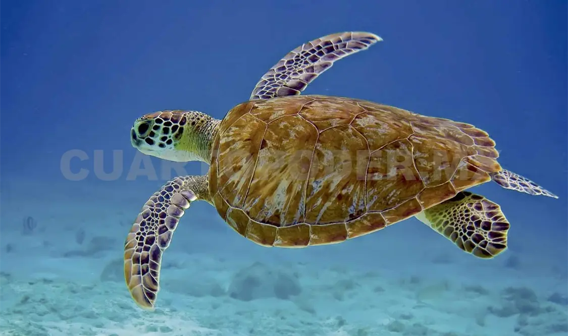Resguardan campamentos tortugueros en Veracruz