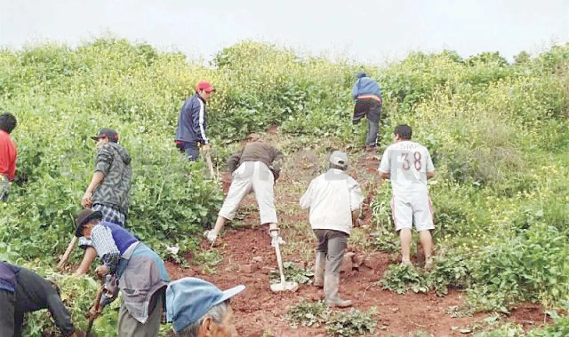 Ciudadanos buscan reforestar la Zona Sierra